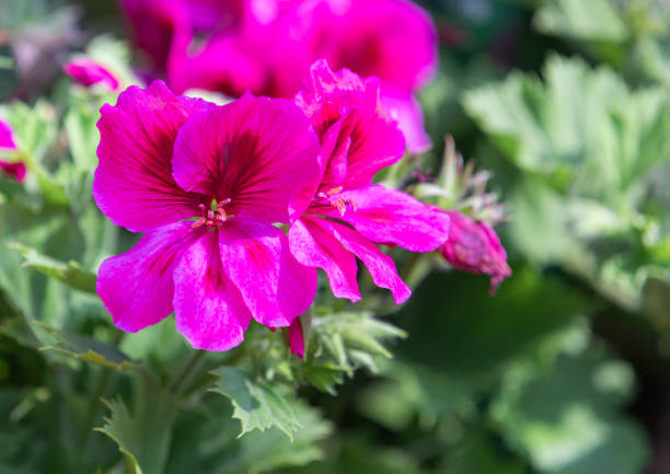Purple petaled ivy geranium found in a park. Pelargonium peltatum, Ivy leaved Geranium