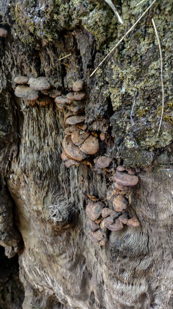 pień drzewa z rosnącymi grzybami - orange mushroom asia brown zdjęcia i obrazy z banku zdjęć