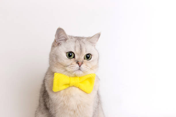 istock Funny Charming white cat in yellow bow tie, on a white background 1492208500