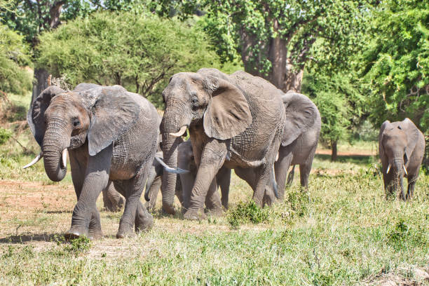 istock Elephant herd at Tarangire National Park, Tanzania 1492208880
