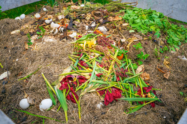 istock Composting faded tulips on a compost heap 1492209044