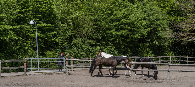 Several black Serbian horses standing outside in their arena