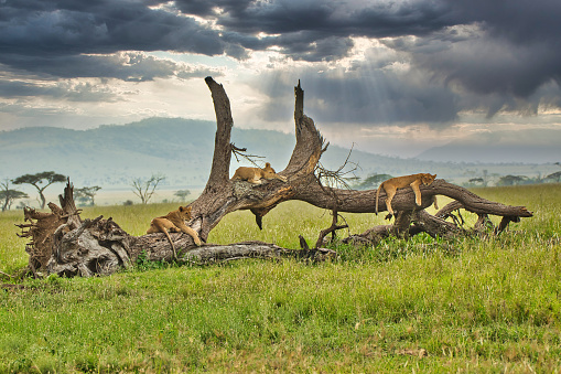 Lioness resting on a tree branch at Serengeti National Park, Tanzania