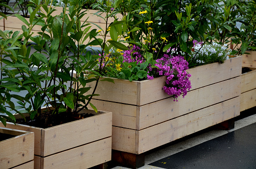rows of flowerpots made of natural spruce boards. in the parking lot in front of the company, there is a parking lot for customers on the terrace next to the department store. rock plants and shrubs, caucasica, prunus laurocerasus