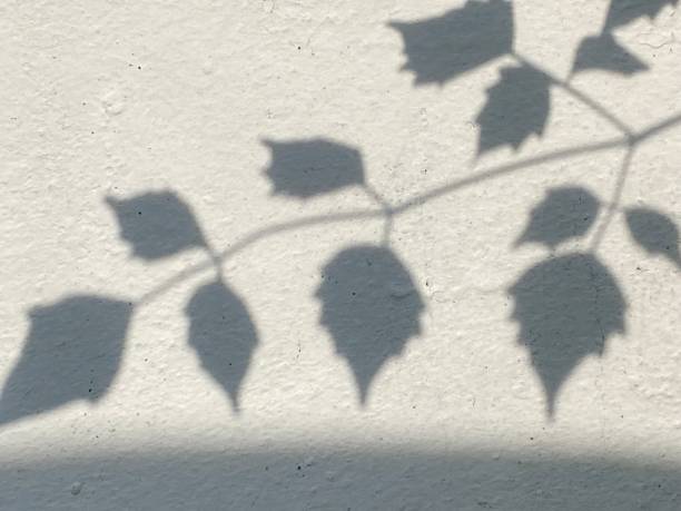 istock Leaves shadow background on concrete wall texture, leaves tree branches shade with sunlight 1492218312