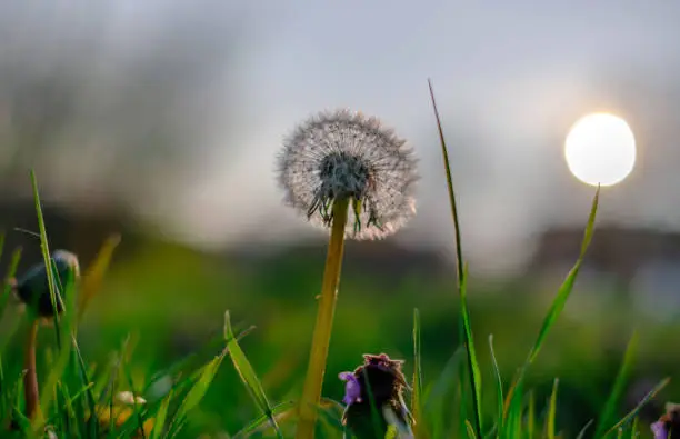 Close-up of a dandelion, dandelion white flowers in green grass with sun disk behind.