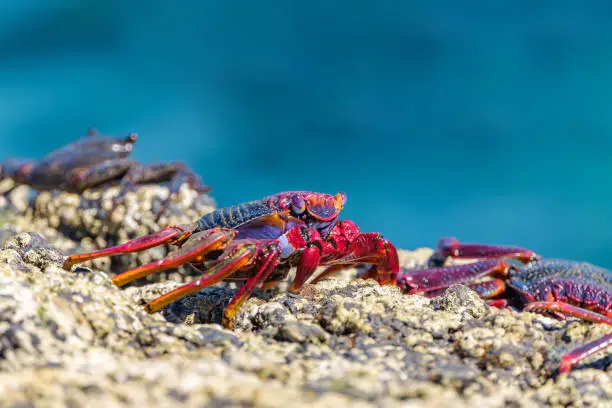 Red crab on the cliff close to the ocean on the Canary Islands.