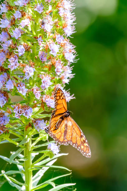 monarchfalter (danaus plexippus) auf der blühenden pflanze echium virescens im cactualdea park auf gran canaria, spanien. - virescens stock-fotos und bilder