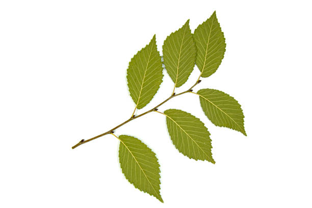 istock Green leaves of an elm tree on a white background with streaks 1492220522