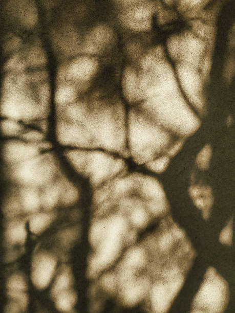 istock Dense brunches shadows in a sunny day on the beige wall. Natural abstract background. 1492222855
