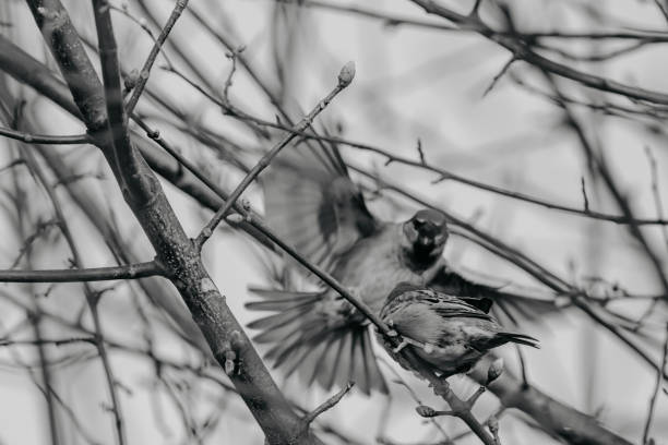 istock Playing sparrows in a thorn bush, black and white photo. 1492224110