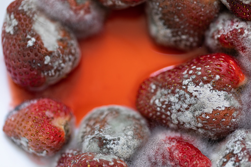 Strawberries rotting in bowl, mold and micro mushrooms, close up