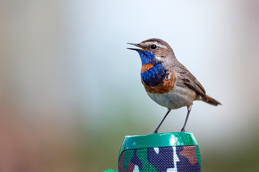 The bluethroat (Luscinia svecica) is a small passerine bird that was formerly classed as a member of the thrush family Turdidae, but is now more generally considered to be an Old World flycatcher, Muscicapidae.