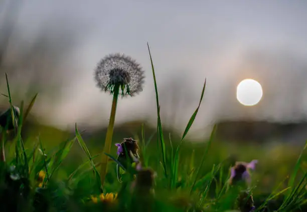 Close-up of a dandelion, dandelion white flowers in green grass.