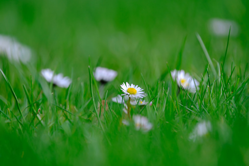 Little white and a bit pink Daisies or Bellis perennis flowers in green grass on a sunny spring meadow, macro of daisies, beautiful outdoor floral background photographed with selective focus