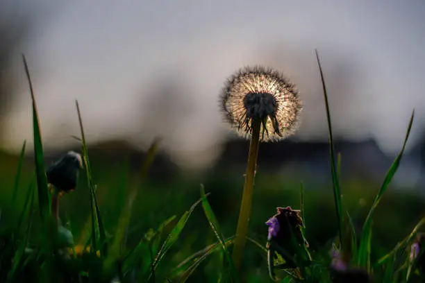 Close-up of a dandelion with sun behind it, dandelion white flowers in green grass at aunset.