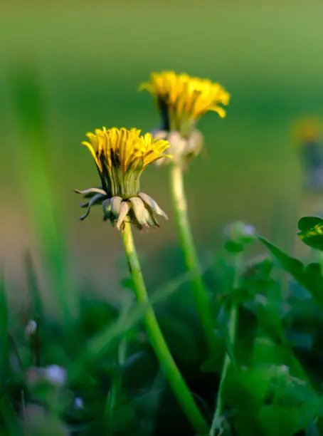 Close-up of a dandelion, dandelion yellow flowers in green grass.