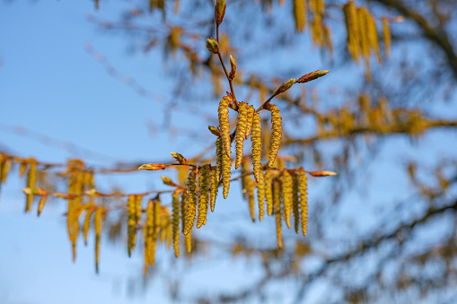 Hornbeam or carpinus betulus spring catkins with blue sky on background , hornbeam blossoming catkins provocative allergy.