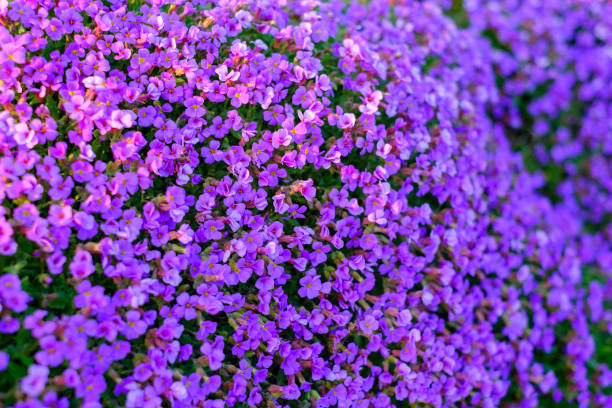 istock Aubrieta (Aubrieta), flowering, Lower Saxony, Germany. 1492225021