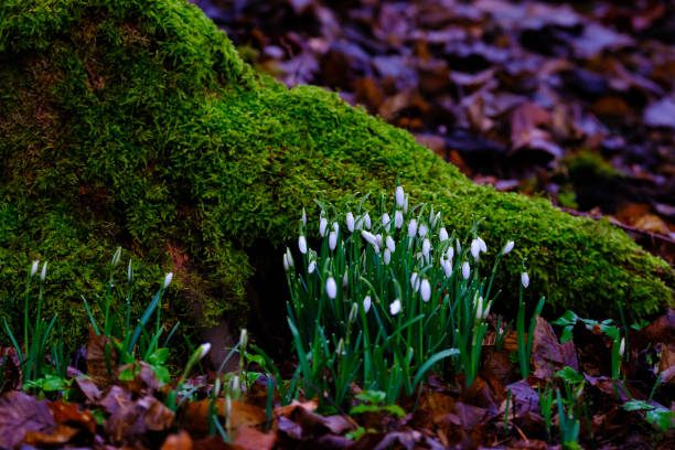 Beautiful first flowers snowdrops or common snowdrop (Galanthus nivalis) in spring forest. Tender spring flowers snowdrops sign that spring is coming. Beautiful view of spring forest in Germany.
