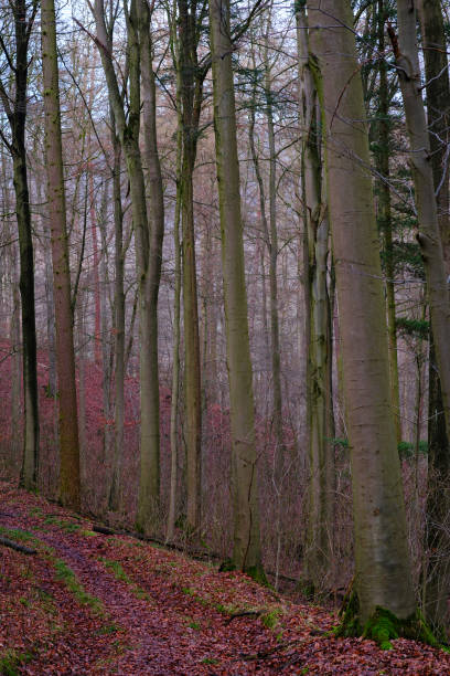 istock Winter landscape in Germany, forest with bare tree trunks and red leaves on the ground. 1492225528