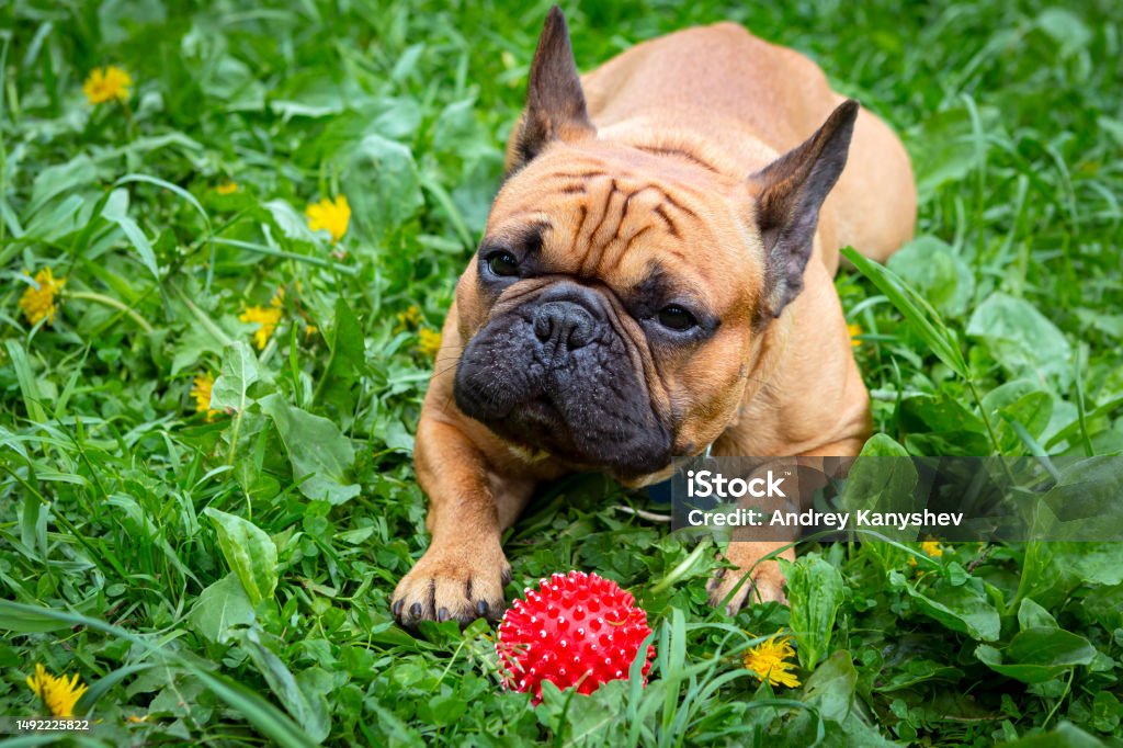 A French Bulldog Dog Lying In The Grass With A Red Ball In Front Of Her ...