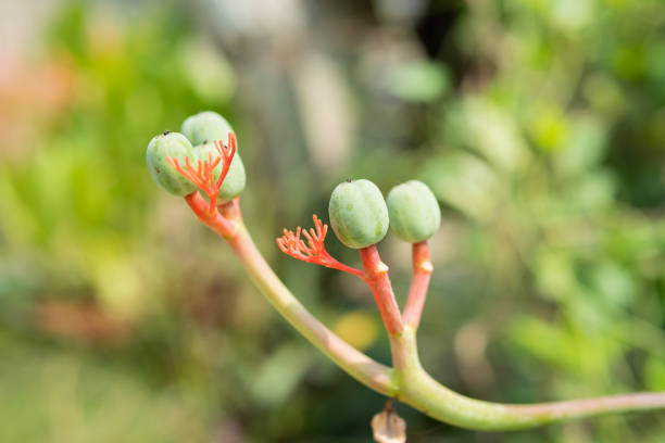 Jatropha curcas fruit plant with bright red flowers, when it becomes fruit it turns green on a blurred background