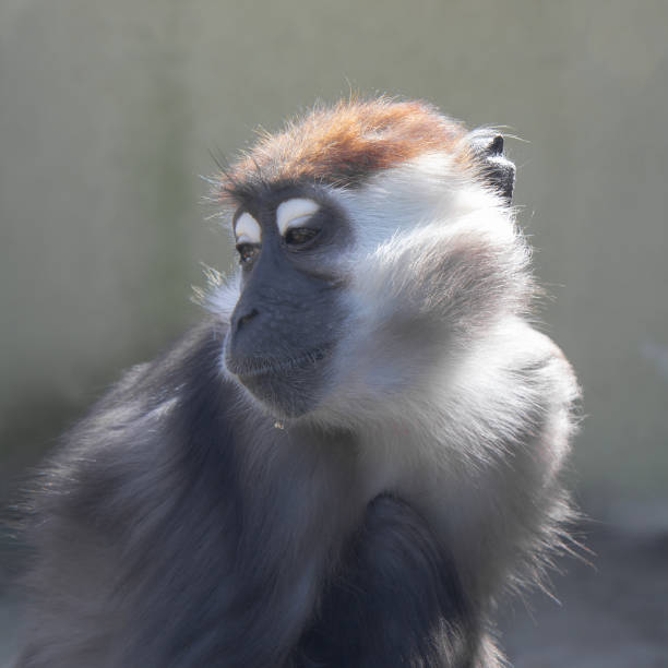 istock Close up front portrait of white collared mangabey 1492227261
