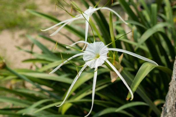 istock Hymenocallis speciosa or commonly called spider lily 1492227350