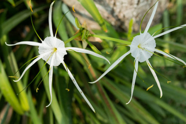 istock Hymenocallis speciosa or commonly called spider lily 1492227572