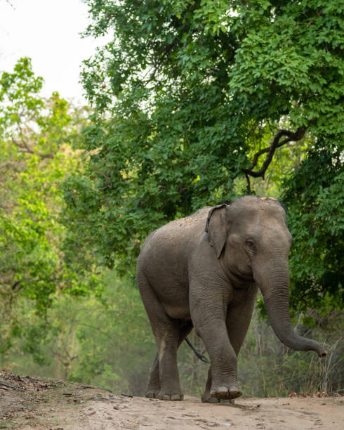 istock wild aggressive asian elephant or Elephas maximus indicus roadblock walking head on in summer season and natural green scenic background safari at bandhavgarh national park forest madhya pradesh india 1492228182