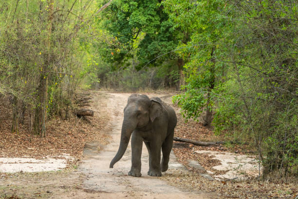 istock wild aggressive asian elephant or Elephas maximus indicus roadblock walking head on in summer season and natural green scenic background safari at bandhavgarh national park forest madhya pradesh india 1492228204