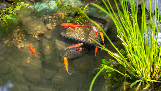 panorama fish swimming in the garden pond