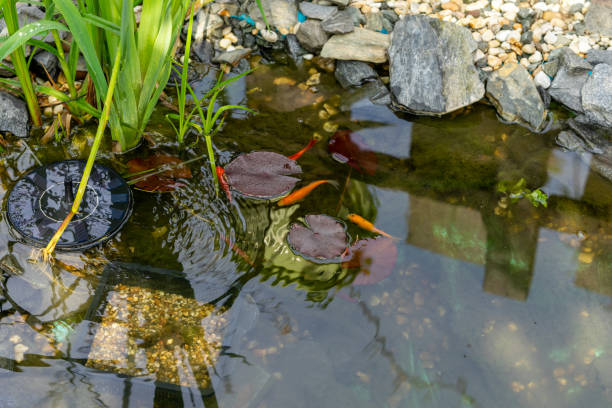 goldfische schwimmen im gartenteich - water lily lily water water garden stock-fotos und bilder