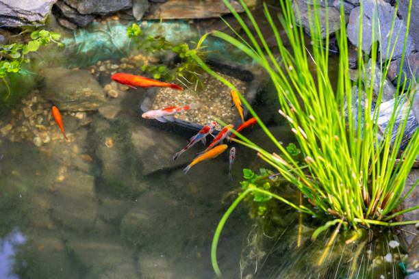 istock fish swimming in the garden pond 1492229390