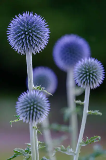 Ball thistle veitchs blue in a garden closeup.