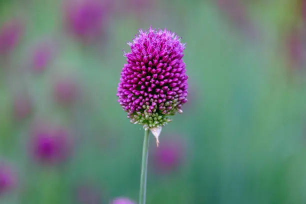 Photo of Allium sphaerocephalon or round headed garlic in flower closeup.