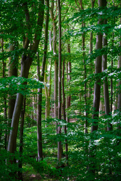 istock Spring forest trees with green leaves, wooden natural background. 1492229560