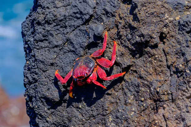 Red crab on the cliff close to the ocean on the Canary Islands.