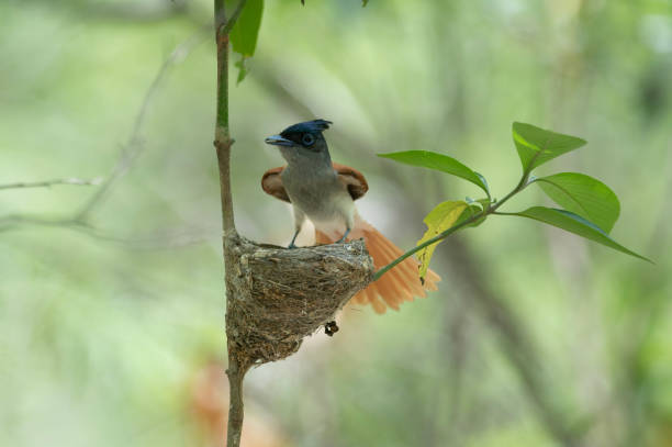 Indian paradise flycatcher