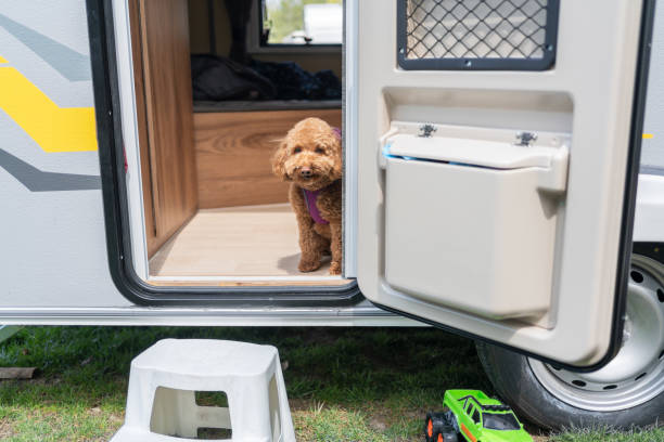 istock Life İn A Caravan  With A Dog 1492230400