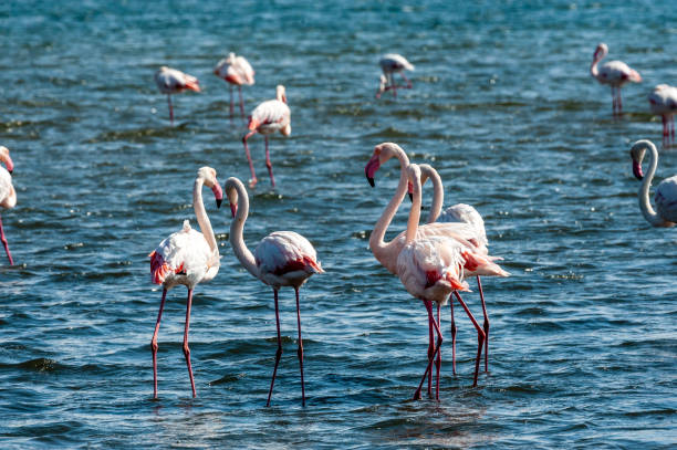 istock Flamingos near Walvis Bay 1492230454