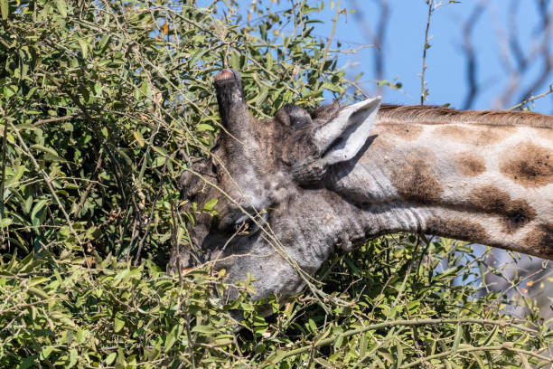 close-up of a giraffe head - length south high up climate imagens e fotografias de stock