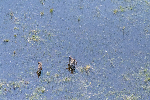 Aerial Telephoto shot of a young Baboon family, Father, Mother and young, wading through the Okavango Delta Wetlands. Botswana.