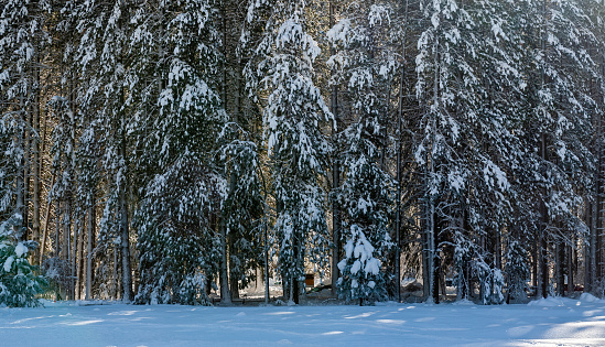 Backlit image of snow-covered pine trees in Yosemite Valley on a winter afternoon.