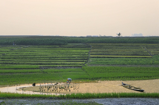 Islampur upazila, Jamalpur district, Bangladesh - 10 February 2023 : A farmer working on green rice field infront of wetland and waterfront