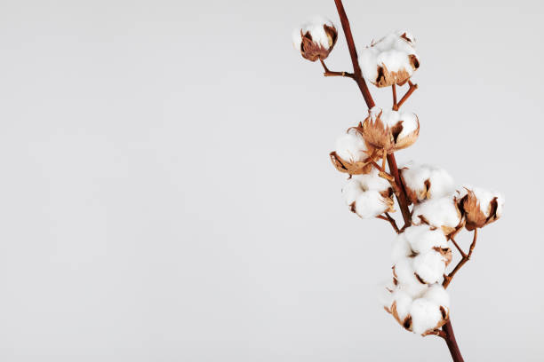 istock Cotton branch on grey background. Minimal flat lay composition from delicate cotton flowers for design with blank space. 1492235356