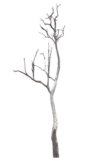 Collection of dead trees. Dry trees. Leaves. Isolated on white background.