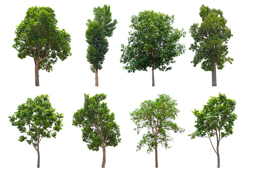 Includes collection of trees isolated on white background.