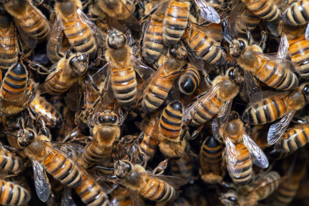 honigbienenschwarm am bienenstock - worker bees stock-fotos und bilder